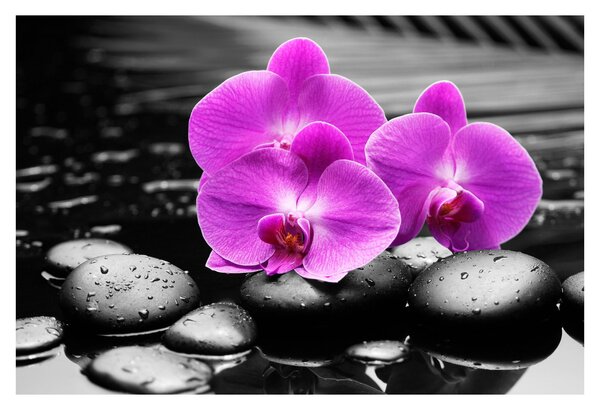 Tablou - Orhidee violet (90x60 cm)