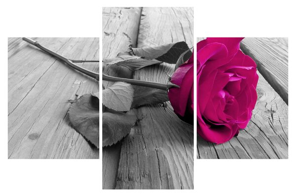 Tablou - Trandafir roz (90x60 cm)