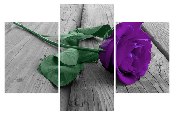 Tablou - Trandafir violet cu tulpina verde (90x60 cm)