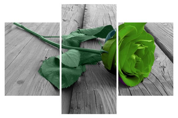 Tablou - Trandafir verde (90x60 cm)