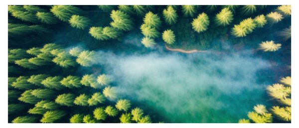Tablou - O pădure învăluită în ceață (120x50 cm)