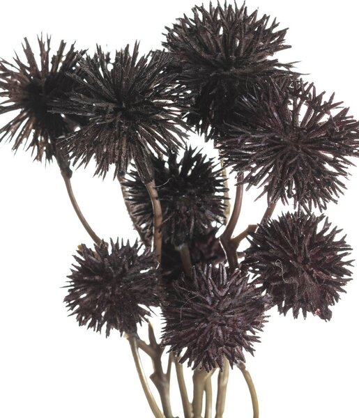 Buchet de Krapsedia 30cm black