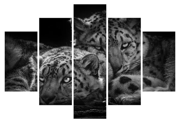 Tablou - Gheparzi care se odihnesc (150x105 cm)
