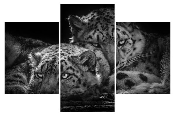 Tablou - Gheparzi care se odihnesc (90x60 cm)