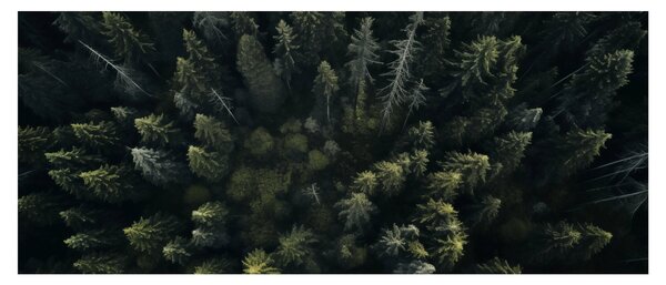 Tablou - Pădure (120x50 cm)