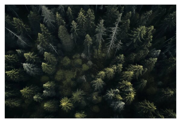 Tablou - Pădure (90x60 cm)