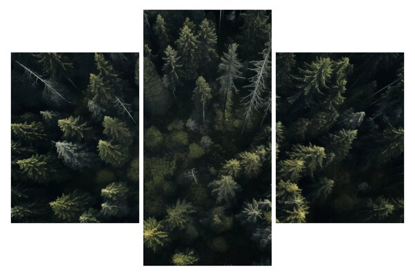 Tablou - Pădure (90x60 cm)