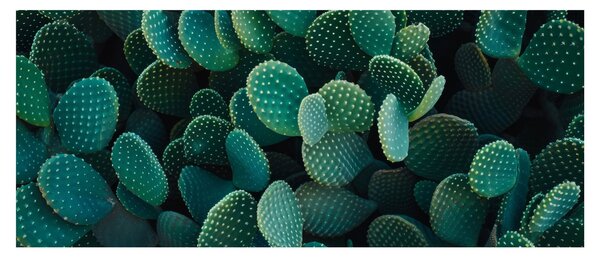 Tablou - Opuntia (120x50 cm)
