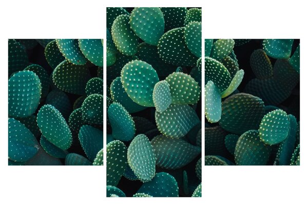 Tablou - Opuntia (90x60 cm)