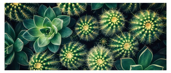 Tablou - Cactuși (120x50 cm)