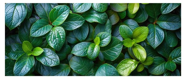 Tablou - Plante verzi (120x50 cm)