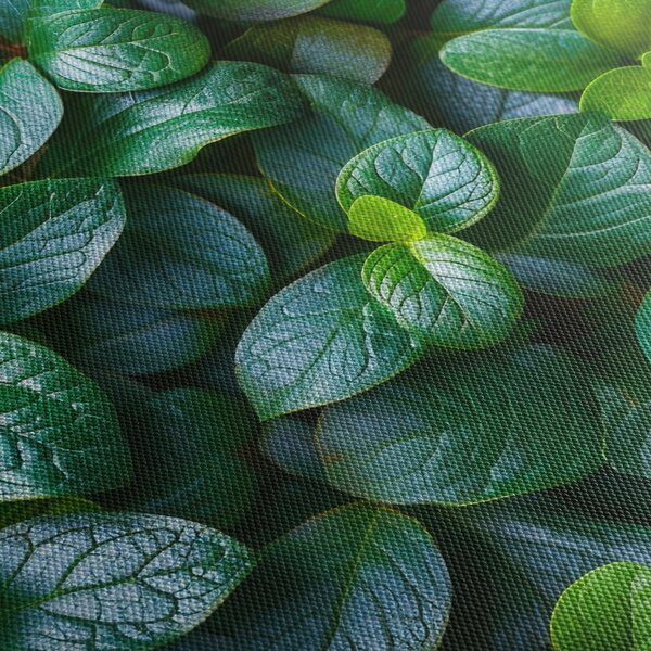 Tablou - Plante verzi (90x60 cm)