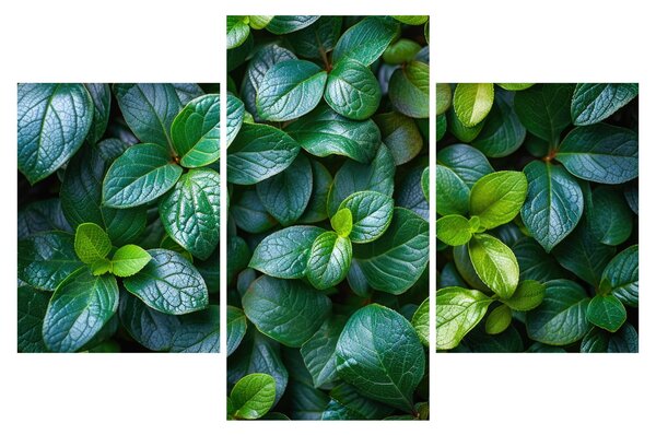 Tablou - Plante verzi (90x60 cm)