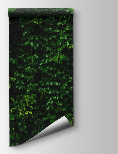 Fototapet Vegetația luxuriantă umple frumos cadrul, Fototapet 3D, Fototapet populare, u94381 - Tapeko.ro
