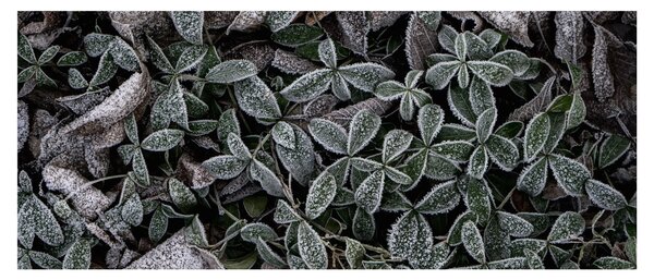Tablou - Plante înghețate (120x50 cm)
