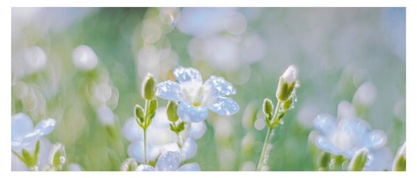 Tablou - Flori delicate (120x50 cm)