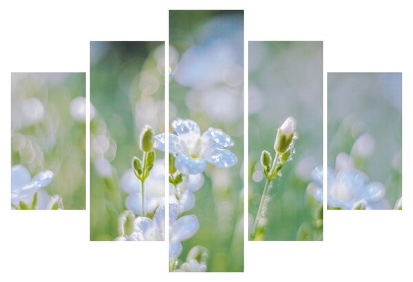 Tablou - Flori delicate (150x105 cm)