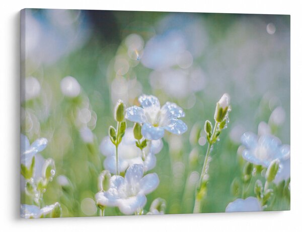 Tablou - Flori delicate (70x50 cm)