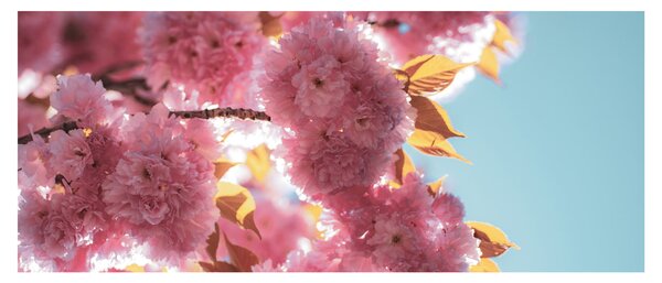 Tablou - Floare de cireș (120x50 cm)