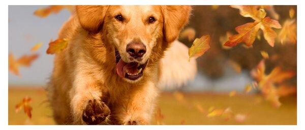 Tablou - Golden Retriever (120x50 cm)