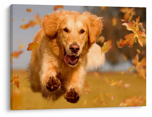 Tablou - Golden Retriever (70x50 cm)