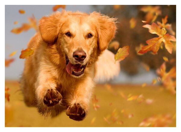 Tablou - Golden Retriever (70x50 cm)