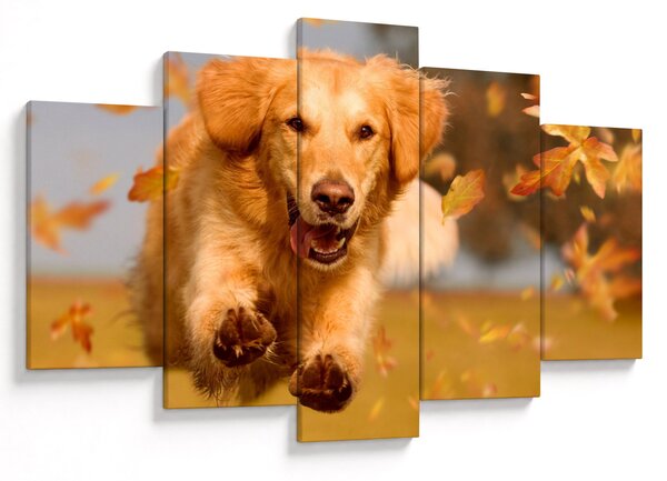 Tablou - Golden Retriever (150x105 cm)