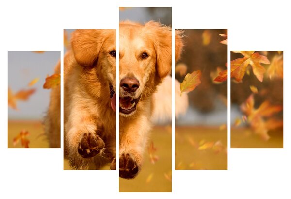 Tablou - Golden Retriever (150x105 cm)