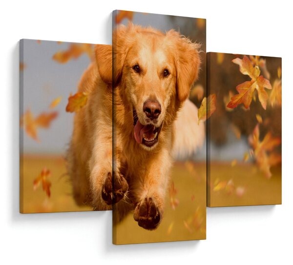 Tablou - Golden Retriever (90x60 cm)