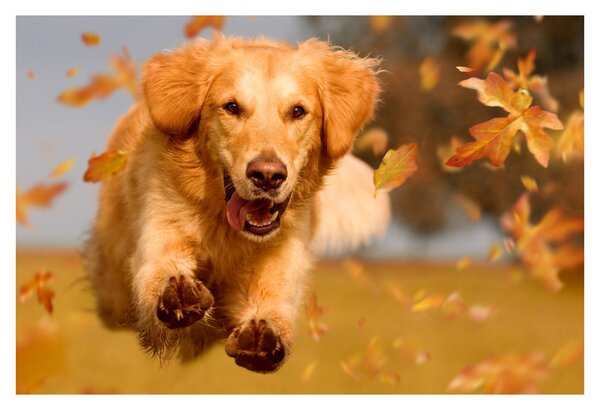Tablou - Golden Retriever (90x60 cm)
