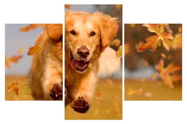 Tablou - Golden Retriever (90x60 cm)