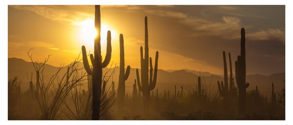 Tablou - Cactuși Saguaro (120x50 cm)