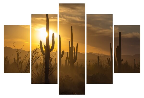 Tablou - Cactuși Saguaro (150x105 cm)