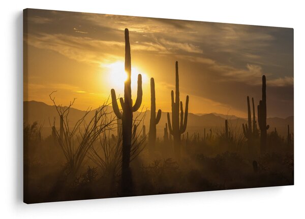 Tablou - Cactuși Saguaro (90x60 cm)