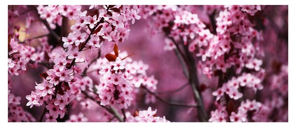 Tablou - Sakura roz (120x50 cm)