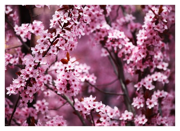 Tablou - Sakura roz (70x50 cm)