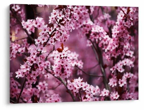 Tablou - Sakura roz (70x50 cm)