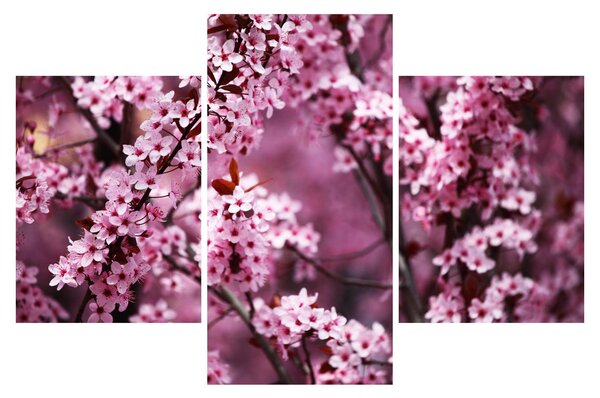 Tablou - Sakura roz (90x60 cm)