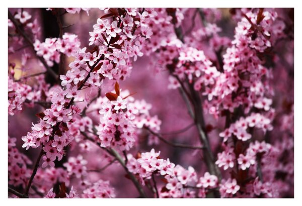 Tablou - Sakura roz (90x60 cm)