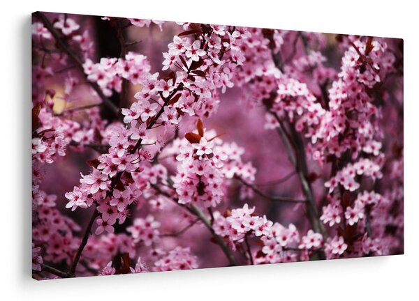 Tablou - Sakura roz (90x60 cm)