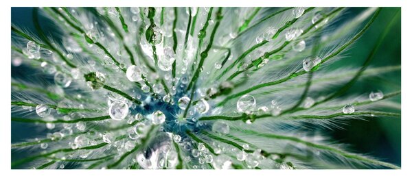 Tablou - Imagine macro a unei flori (120x50 cm)