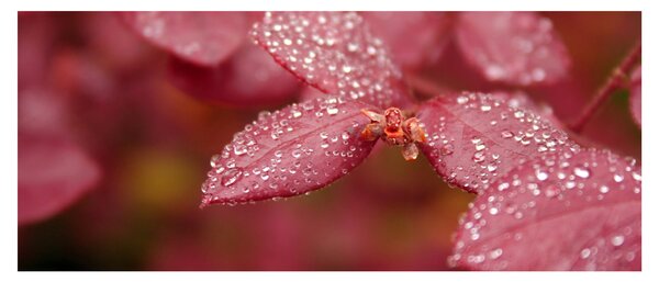 Tablou - Imagine macro a biletului (120x50 cm)