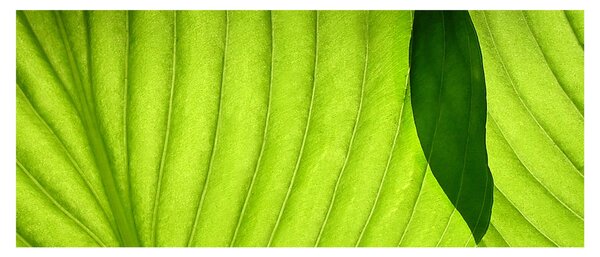 Tablou - Detaliu de frunză verde (120x50 cm)