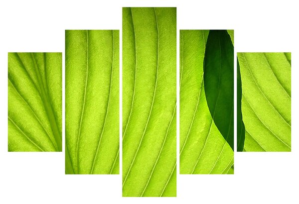 Tablou - Detaliu de frunză verde (150x105 cm)