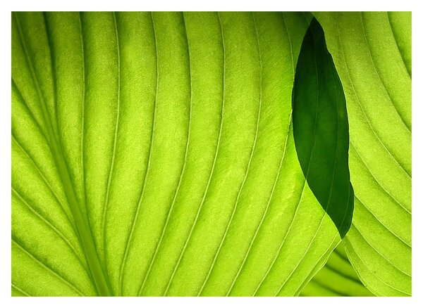 Tablou - Detaliu de frunză verde (70x50 cm)