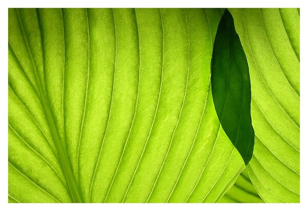 Tablou - Detaliu de frunză verde (90x60 cm)