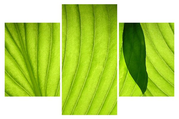 Tablou - Detaliu de frunză verde (90x60 cm)