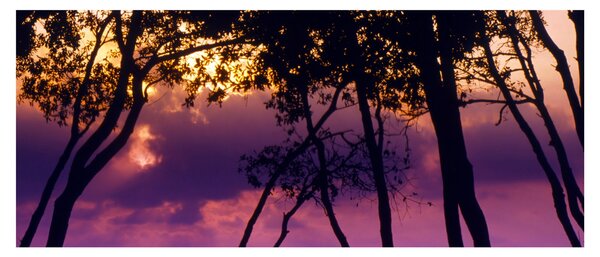 Tablou - Copaci la apus de soare (120x50 cm)