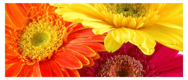 Tablou - Flori Gerbery (120x50 cm)