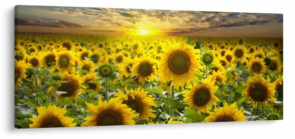 Tablou - Floarea-soarelui la apus de soare (120x50 cm)